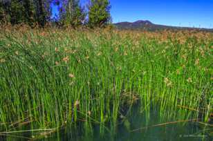 Reeds of Lava Lake-1479 Reeds of Lava Lake-1479
